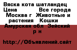 Вяска кота шатландец › Цена ­ 1 000 - Все города, Москва г. Животные и растения » Кошки   . Амурская обл.,Зейский р-н